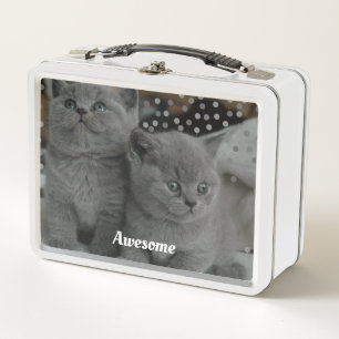 Lunch Box Chats gris mignons