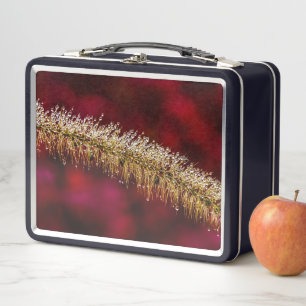 Lunch Box Dew du matin