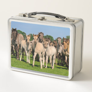 Lunch Box Herd sauvage Grullo Coloured Dulmen Horses Foies P