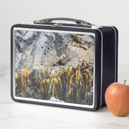 Lunch Box Jeune Sceau De Fourrure Sur Le Rocher