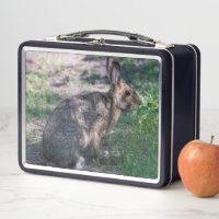 Lapin Brown, Repos dans la nature