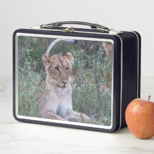 Lunch Box Lionne Calme – Moment de Faune Sauvage au Safari
