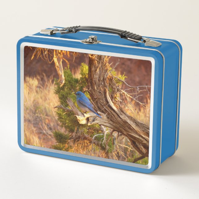 Lunch Box Mountain Bluebird at Arches National Park (Devant)