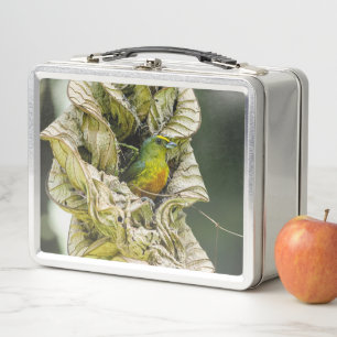 Lunch Box Olive Backed Euphonia, Wildlife Avian Photography