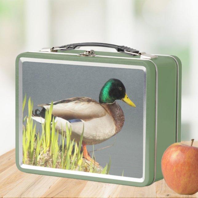 Lunch Box Photo de la faune de Mallard Duck (In Situ Apple)