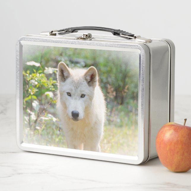 Lunch Box Photographie de la faune, Loup gris canadien (En situation)