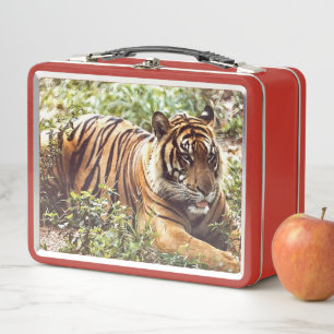 Lunchbox en métal sauvage de Tigre de Sumatran