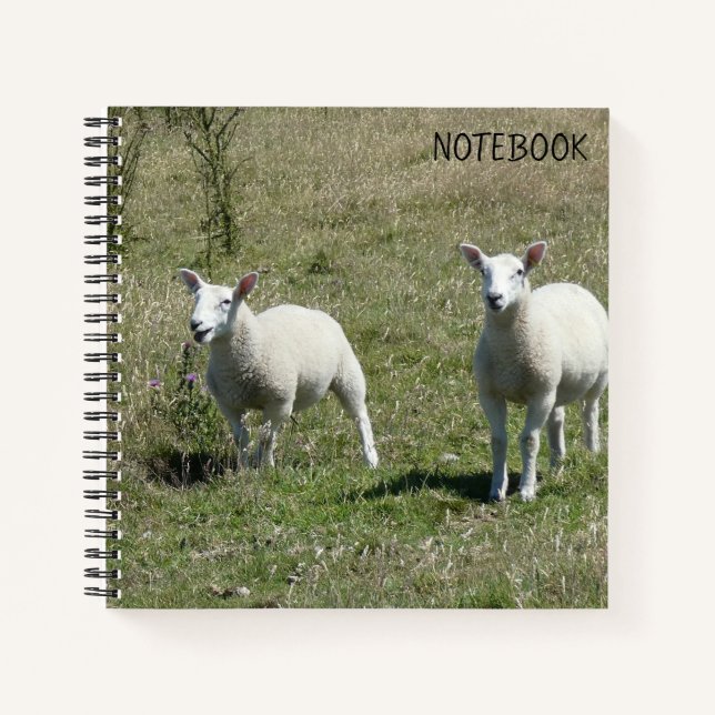Lundy Island Lambs Notizbuch (Vorderseite)