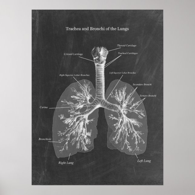 Lung Anatomy Trachea und Bronchi Poster (Vorne)