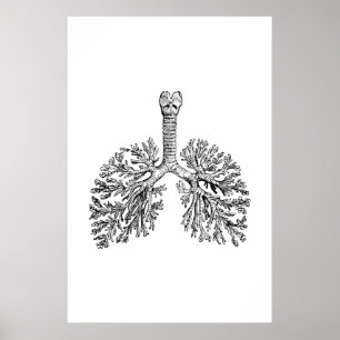 Lungenanatomie-Illustrationspopster Poster