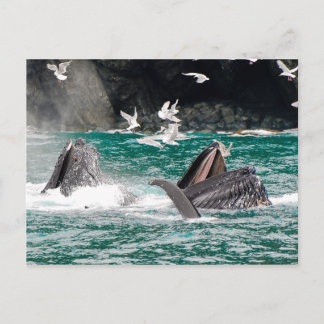 Lunging Humpback Wale Postkarte