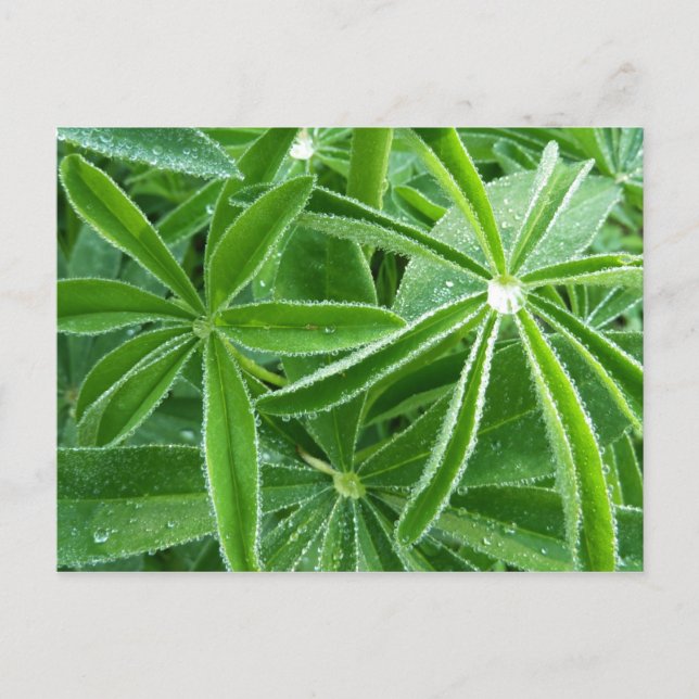 Lupin-Blätter Botanische Fotografie Postkarte (Vorderseite)