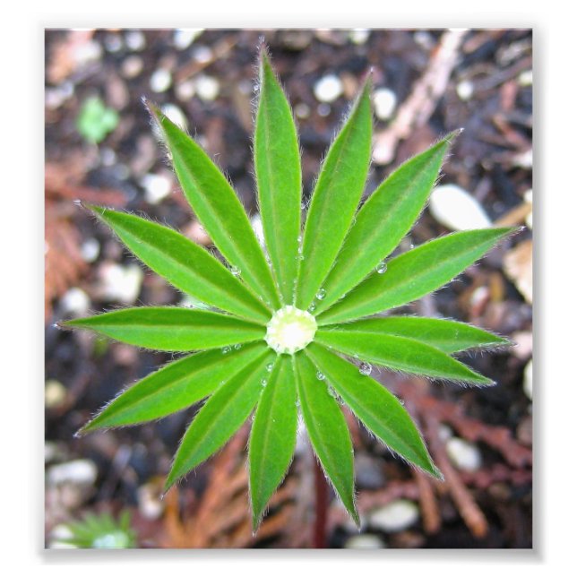 Lupin Leaf Fotodruck (Vorne)