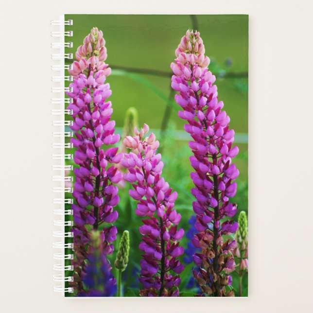 Lupin petite couverture souple, spirale blanche (Devant)