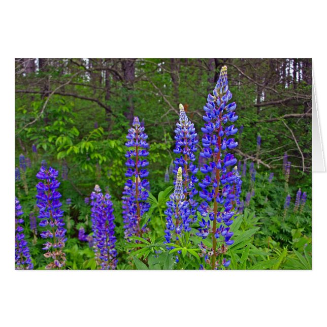 Lupine (Vorderseite (Horizontal))