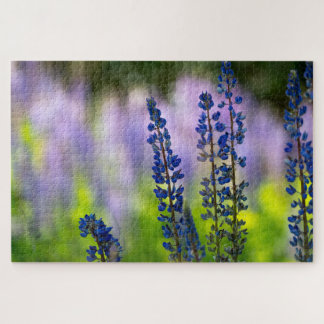 Lupine aus dem Pazifischen Nordwesten