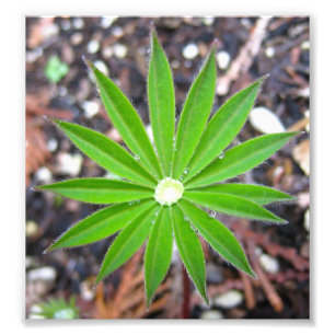 Lupine-Blatt Fotodruck