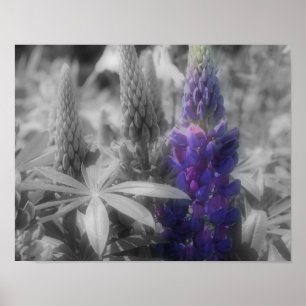Lupine Blume Trio - Teilfarbigkeit Poster
