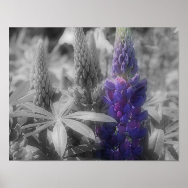 Lupine Blume Trio - Teilfarbigkeit Poster (Vorne)