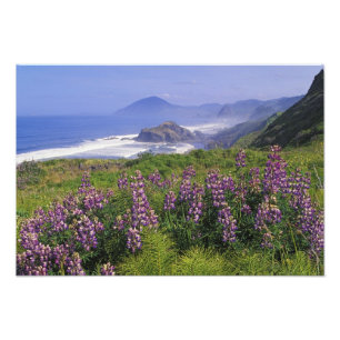 Lupine-Blume und raue Küste entlang Fotodruck