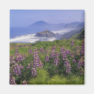 Lupine-Blume und zerklüftete Küste entlang Magnet