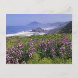 Lupine-Blume und zerklüftete Küste entlang Postkarte