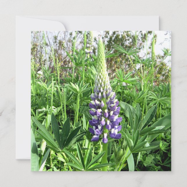 Lupine Card Karte (Vorderseite)