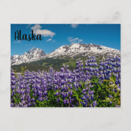 Lupine dans Bloom Alaskan Carte postale