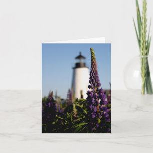 Lupine de Pemaquifère