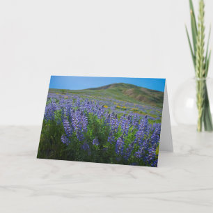 Lupine Federblüte leer Karte