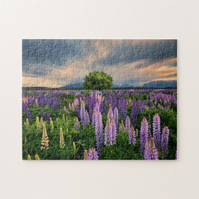 Lupine-Feld in Neuseeland (Horizontal)