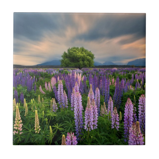 Lupine-Feld in Neuseeland Fliese (Vorderseite)