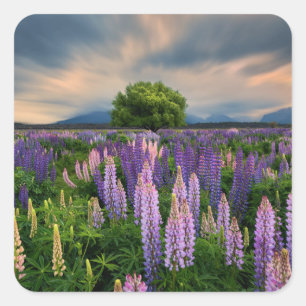 Lupine-Feld in Neuseeland Quadratischer Aufkleber