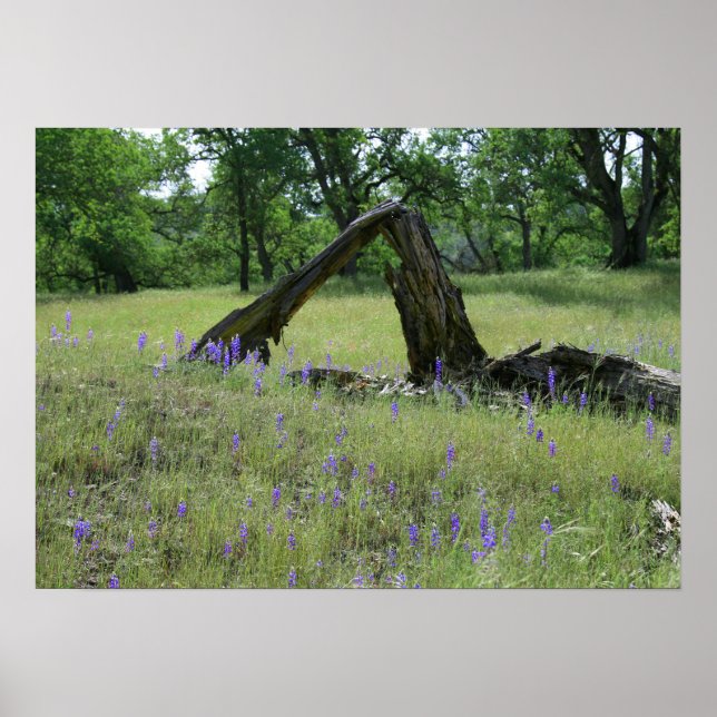 Lupine, gefallener Eichenbaum Poster (Vorne)