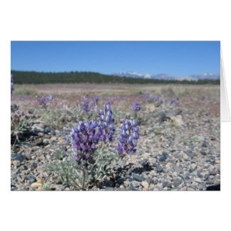 Lupine in der Nähe des Yosemite Nationalparks