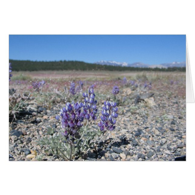 Lupine in der Nähe des Yosemite Nationalparks (Vorderseite (Horizontal))