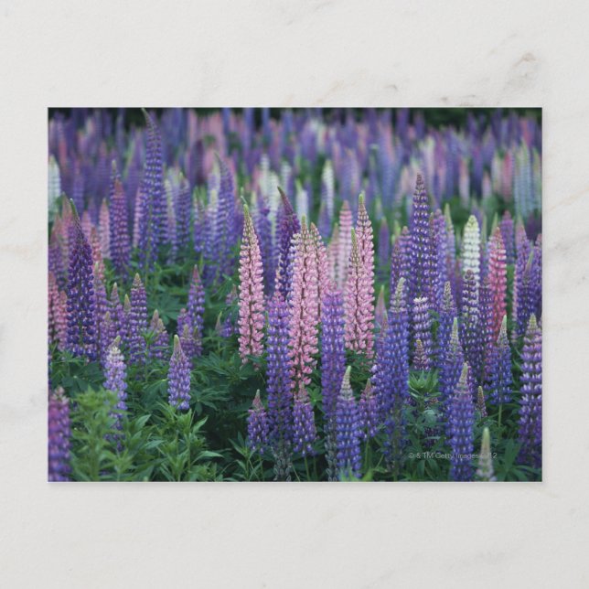 Lupine Postkarte (Vorderseite)