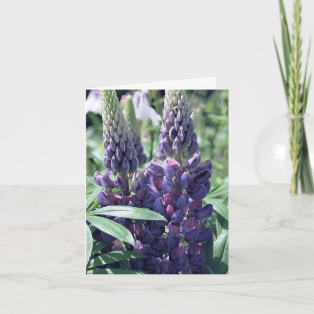 Lupine Trio Flower Photography  (Vorderseite)