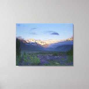 Lupine und die Hauptabteilung, Arthur's Pass, Süd Leinwanddruck