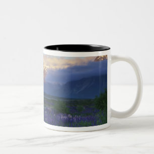 Lupine und die Hauptabteilung, Arthur's Pass, Süde Zweifarbige Tasse