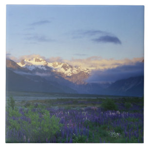 Lupine und die Hauptschneise, Arthur's Pass, Süden Fliese