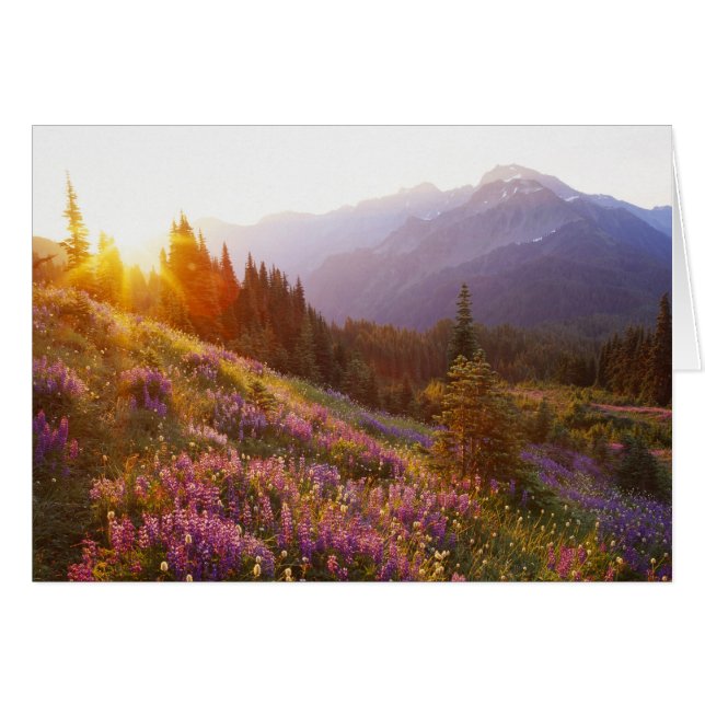 Lupine- und olympisches Gebirge in (Vorderseite (Horizontal))