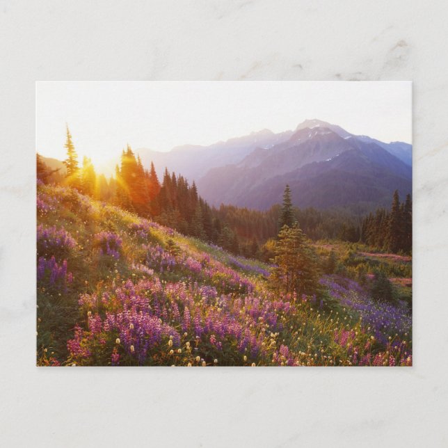 Lupine- und olympisches Gebirge in Postkarte (Vorderseite)