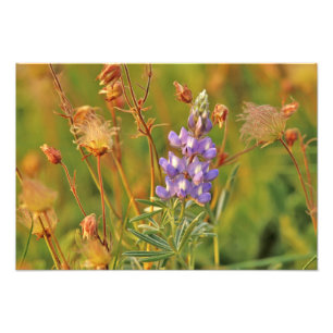 Lupine- und Prairierauch-Wildblumen in Montana 2 Fotodruck