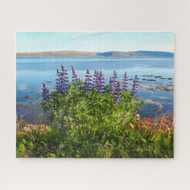Lupinen eines isländischen Fjord-Jigsaw-Puzzles (Horizontal)