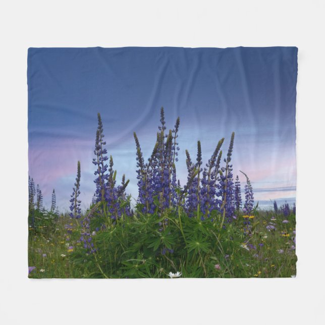 Lupinen    fleecedecke (Vorderseite (Horizontal))
