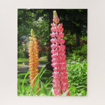 Lupinen im Hütte Garden - Martha's Vineyard