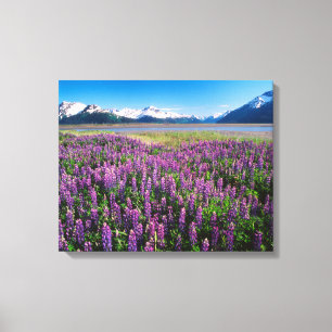 Lupinen in Bloom   Kenai Mountains, Alaska Leinwanddruck