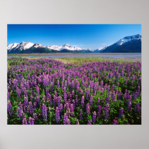 Lupinen in Bloom   Kenai Mountains, Alaska Poster
