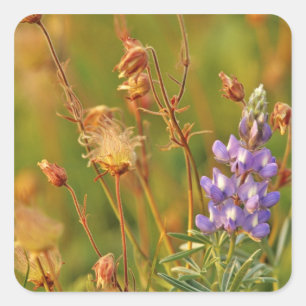 Lupinen & Prärie-Rauch Wildblumen in Montana Quadratischer Aufkleber